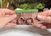 Image 1 of Worm Earrings - Diane and Fitzgerald