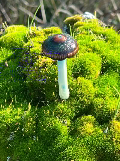 Image of Blue Staining Mushroom Plant Spike 3