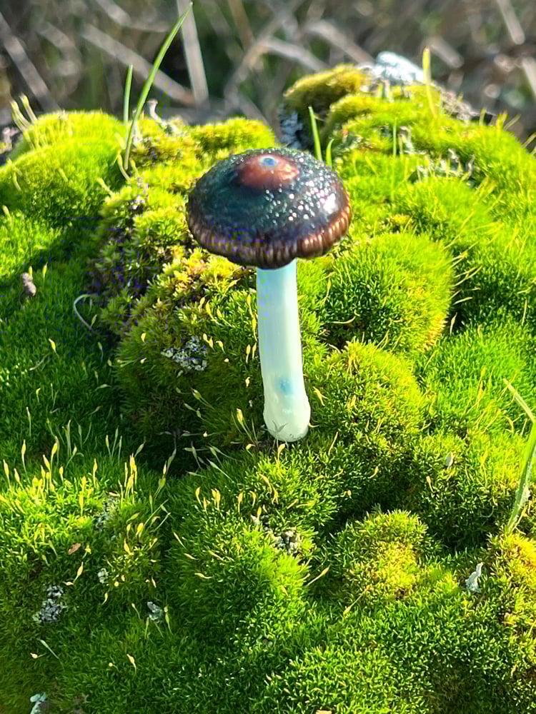 Image of Blue Staining Mushroom Plant Spike 3