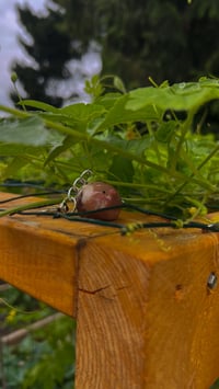 Image 3 of Cocoa swirl piggy