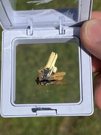 Image 1 of Golden Rutile & Hematite Star Specimen|Brazil #2932