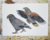 Kea a4 print 