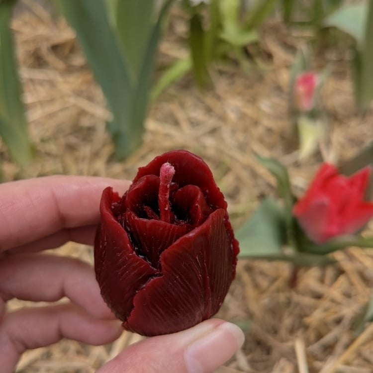 Image of Tulip Candles 