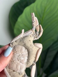 Image 3 of 15 MILLION YEAR OLD FOSSILIZED CRAB -MADAGASCAR- A
