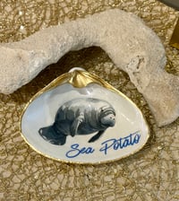 Image 1 of Sea Potato Clam Shell Trinket Dish