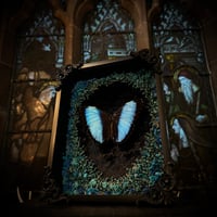 Image 1 of Blue Morpho