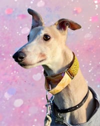 Image 1 of Custom | Martingale 40mm