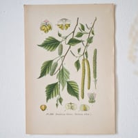 Image 5 of Planches De Botanique Chêne, Maronnier, Châtaignier & Bouleau