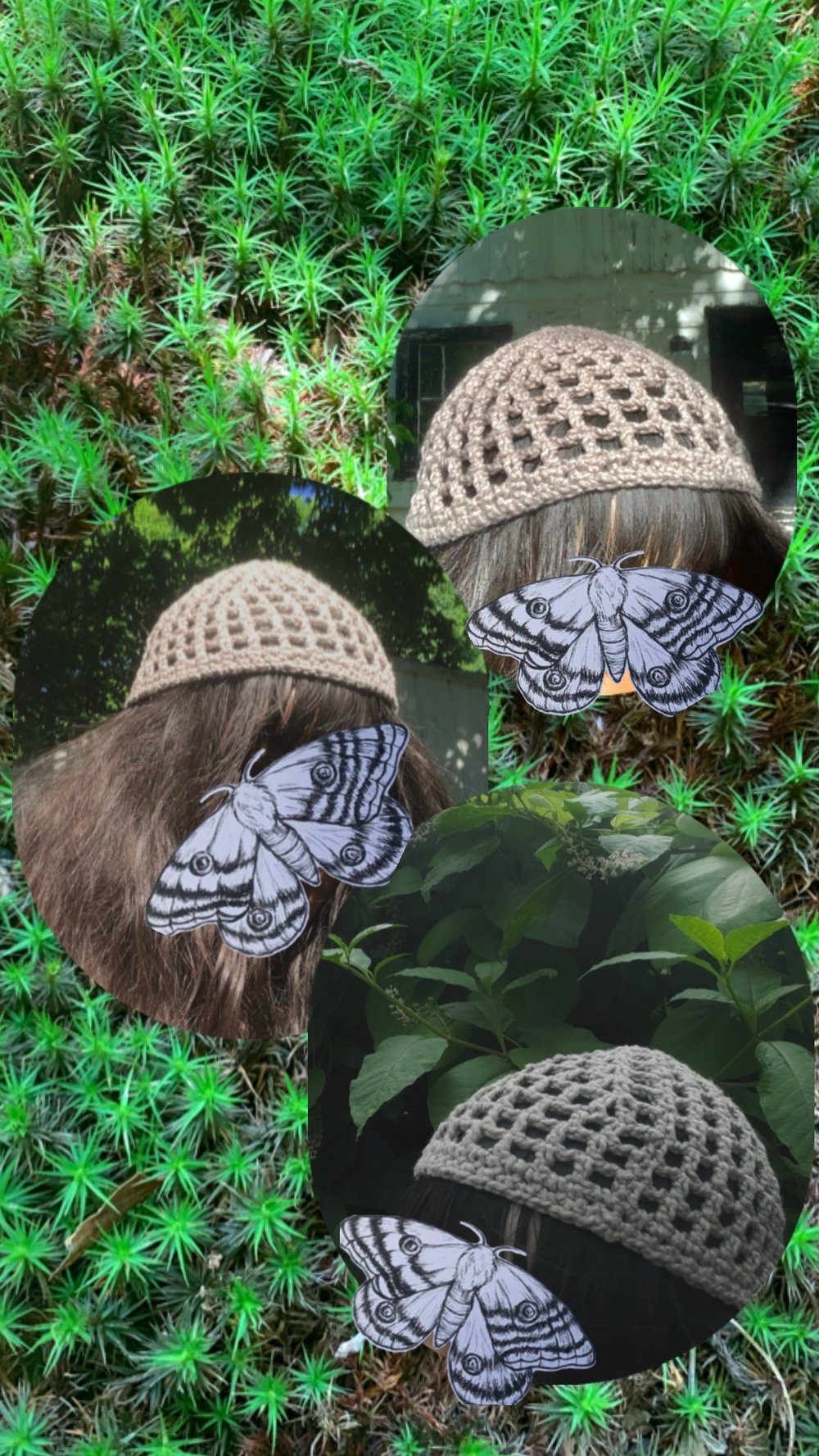 Image of Grey Skullcap
