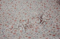 Image 1 of fond + wrap fleur rosy