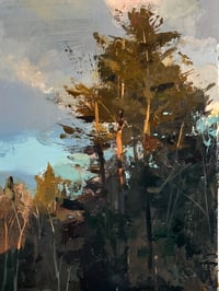 White Pines , golden hour