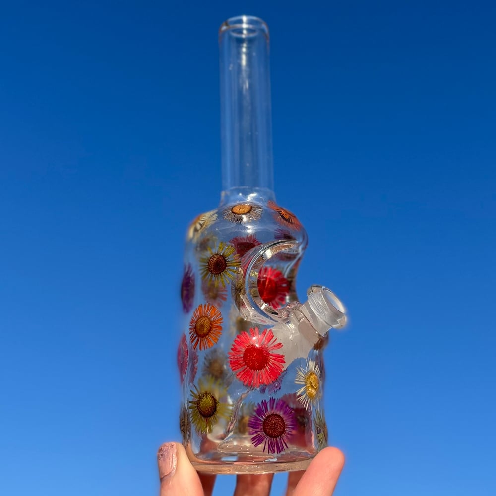 Image of american blown w/ fleabane 🌸