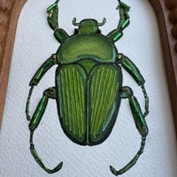 Image 2 of Water colour beetle 