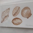Image 2 of £50 originals - Seashells watercolour & tea