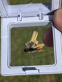 Image 17 of Golden Rutile & Hematite Star Specimen|Brazil #2932
