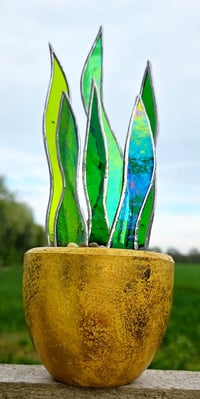 Image 2 of Stained Glass Snake Plant in Mottled Gold pot