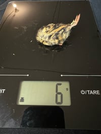 Image 2 of Day Old Chicks (Quail)