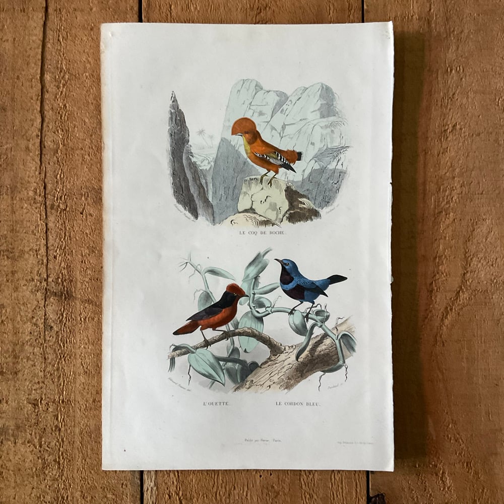 Image of Bird Picture no.2