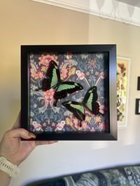 Image 1 of Green Banded Swallowtails Frame