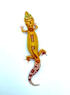 Giant White and Yellow Reverse Stripe Tangerine (Tremper) H-14