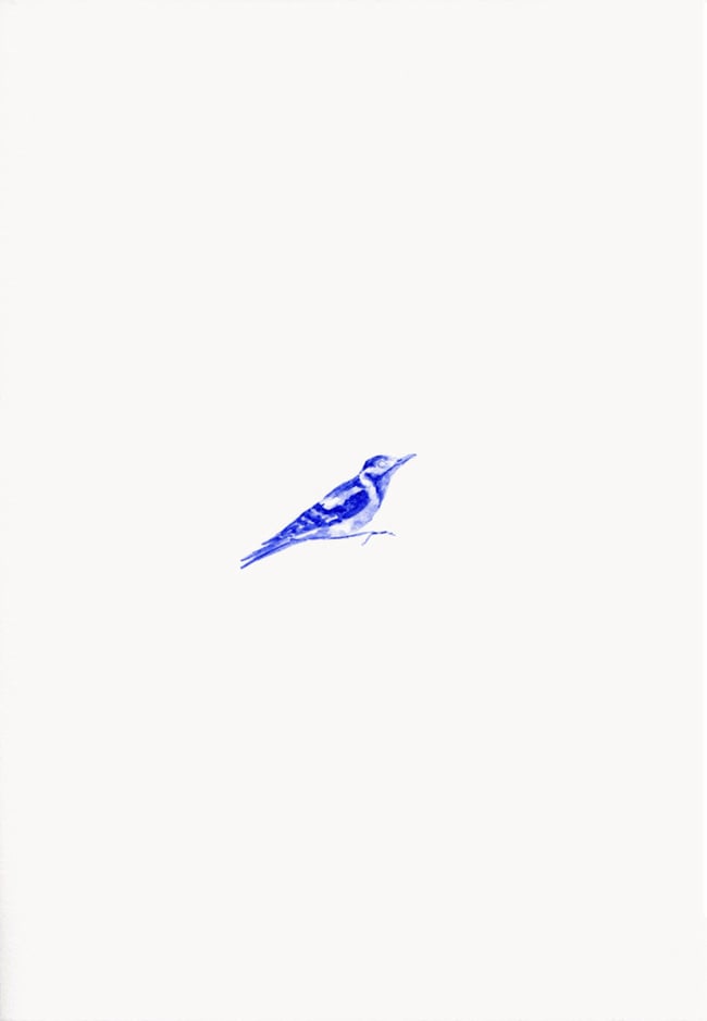 Carpintero azul 2