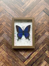 Image 3 of Faux Entomology Mounts - Blue Emperor Butterfly