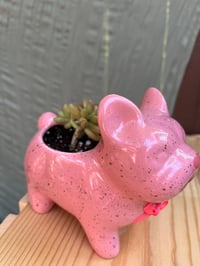 Image 4 of Coppertone Stonecrop in Pink French Bulldog