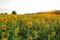 Image of Sunflower Field Minis (NONREFUNDABLE RETAINER ONLY)