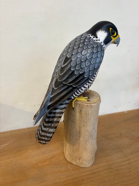 Image of Falcon 