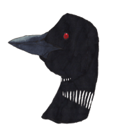 Common Loon Records Home