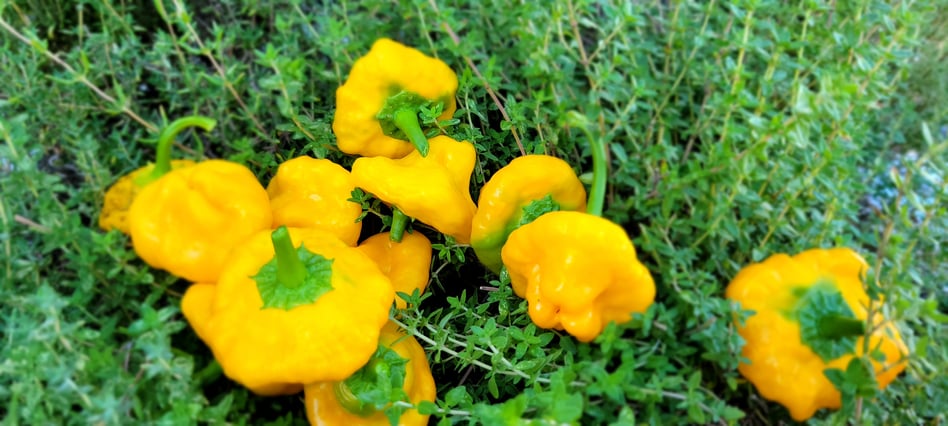 Slideshow image 4
