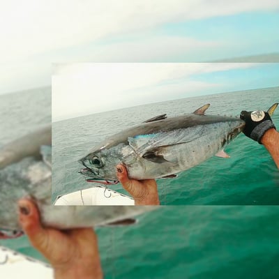 Slideshow image 4