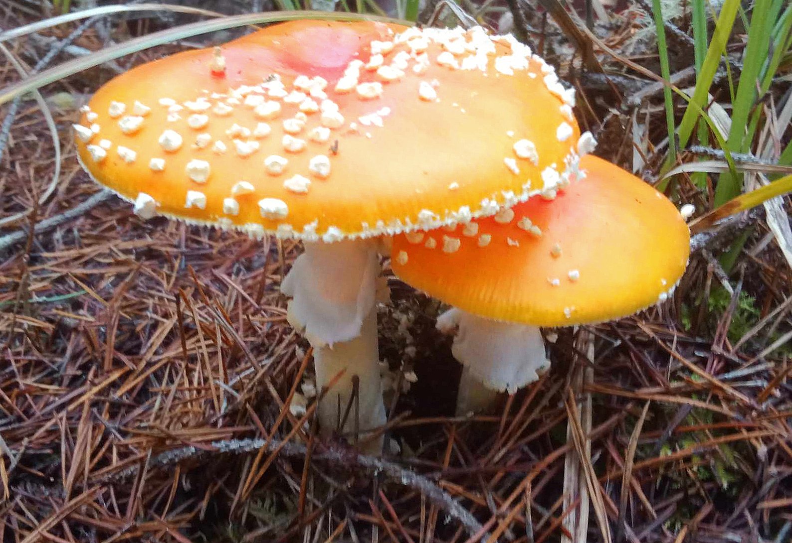 Amanita - Can-Shaped Glass – Mountain Maryland Trading Post