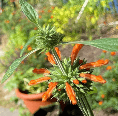 Slideshow image 8