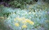 Welcome to Primrose Moth Herbal Apothecary 