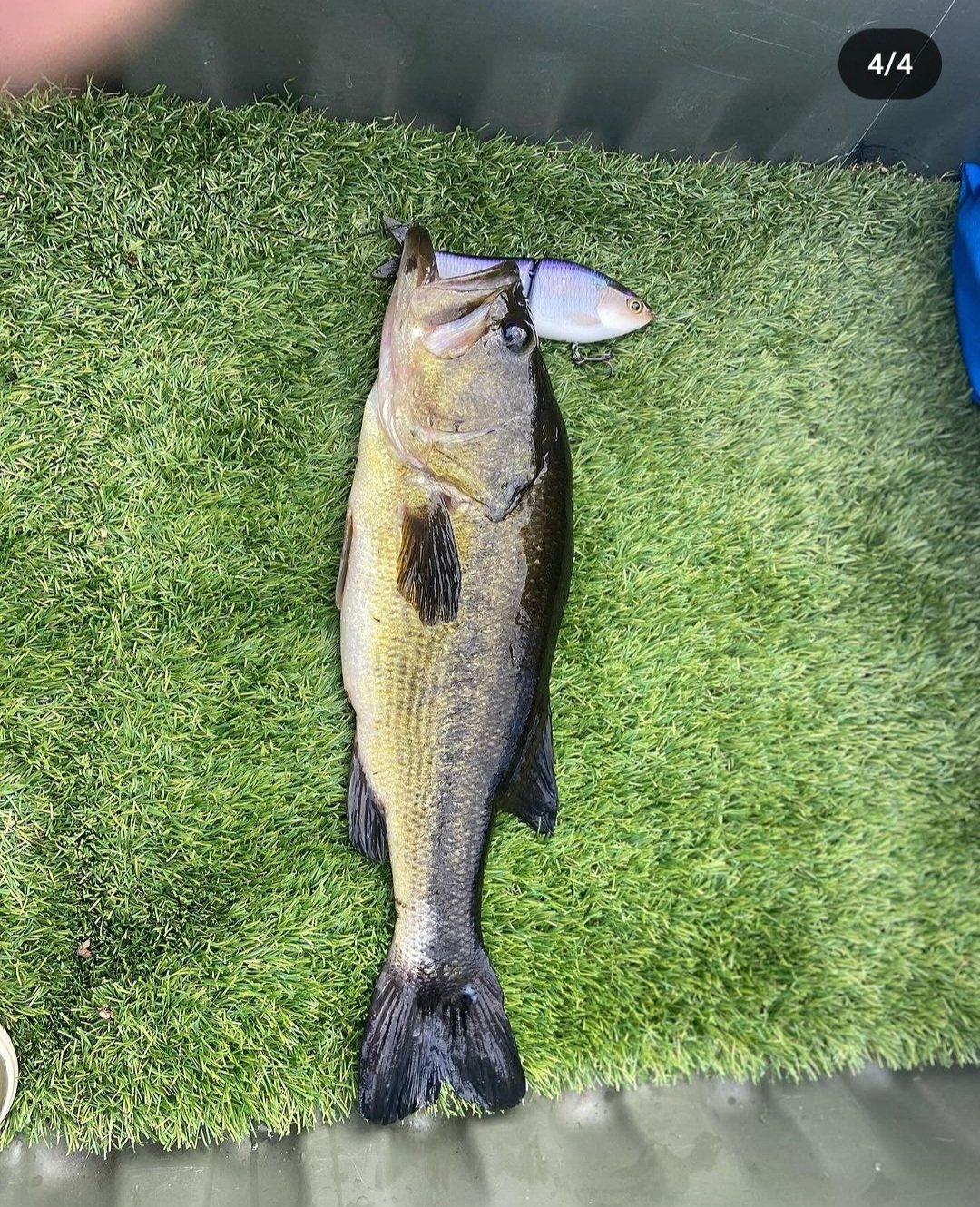Home | Oxbow Swimbaits