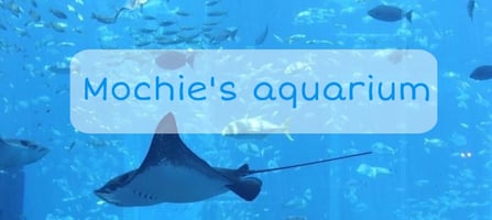 mochies_aquarium Home