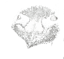 Mantis Developments Home