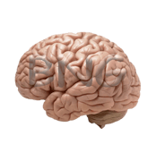 Brain Nourishment Group Home