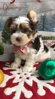 CHF Shih Tzus and Yorkies  Home