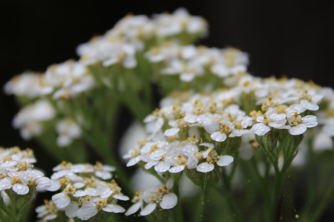 Slideshow image 1