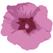 Alcea  Home