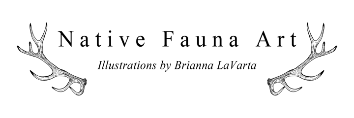 Brianna LaVarta | Native Fauna Art Home