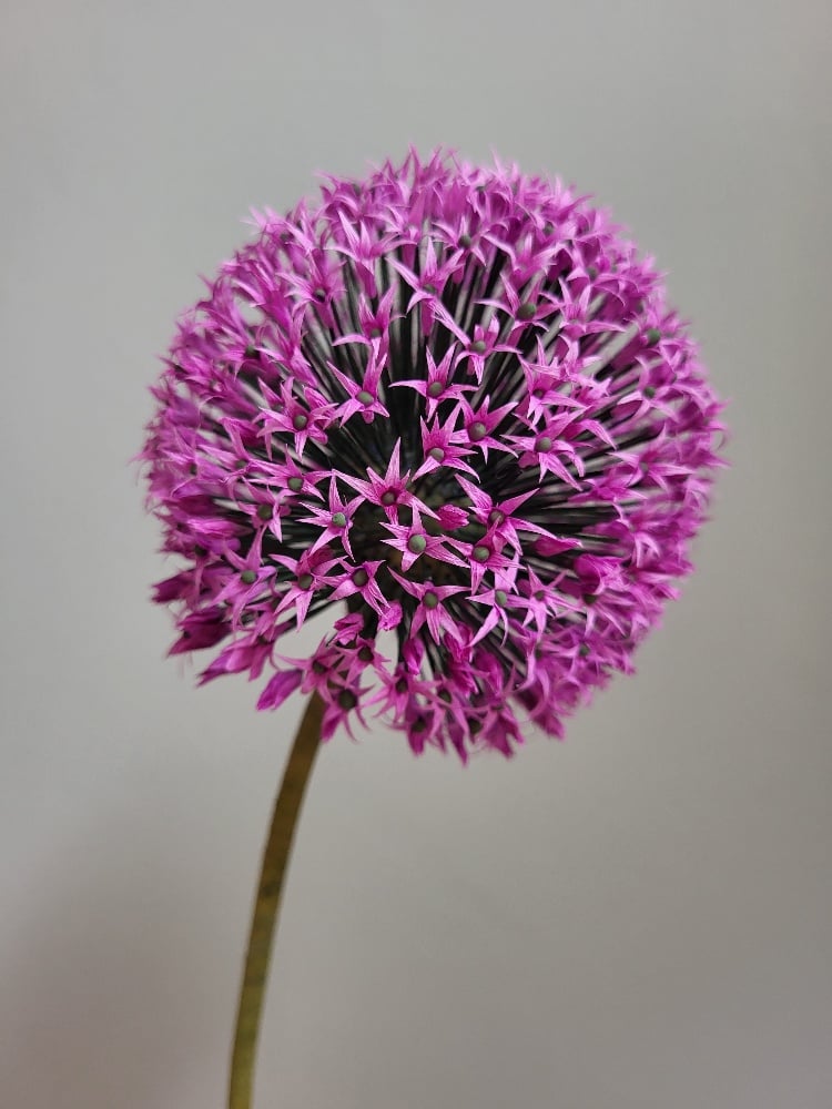 Slideshow image 7