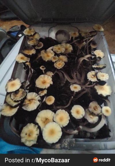 Slideshow image 2