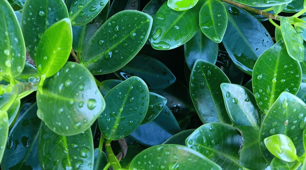 Slideshow image 4