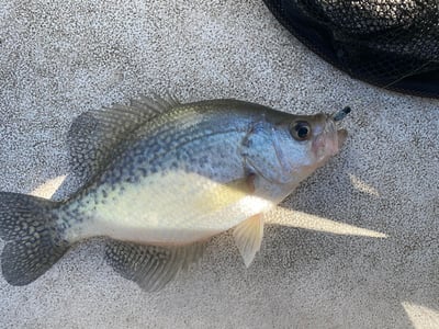 Papa’s Fishing    Home