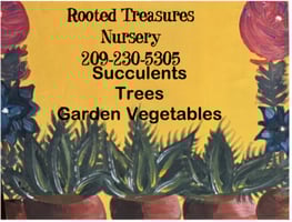 Rooted Treasures Nursery  Home