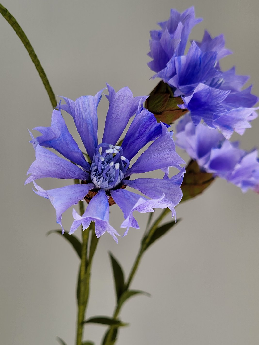 Slideshow image 12