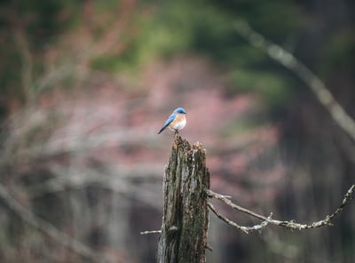 Slideshow image 4